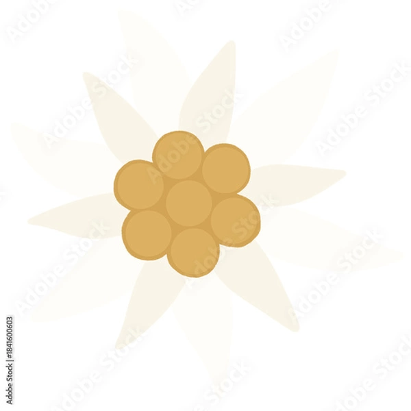 Obraz edelweiss flower