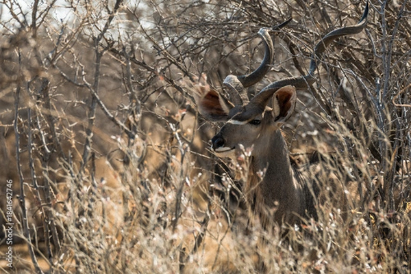 Fototapeta Ein #tag im Etosha Nationalpark 