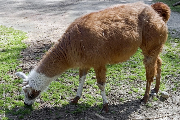 Fototapeta Vicugna. Latin name - Vicugna vicugna