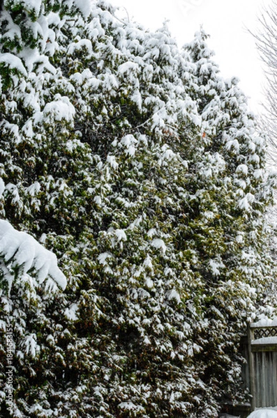 Obraz Heavy snowfall covering cedar tree branches on a winter day.