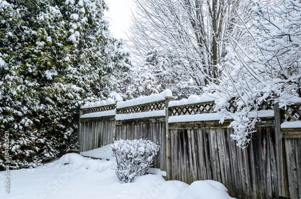 Obraz Heavy snowfall covering cedar and maple tree branches on a winter day.
