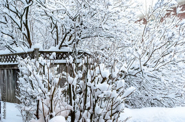 Obraz Heavy snowfall covering multiple tree branches on a winter day.