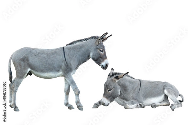 Obraz two donkey isolated on white background