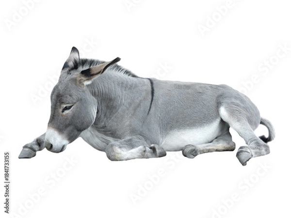 Obraz Lying donkey isolated on white background