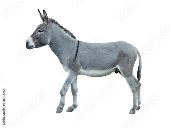 Obraz  donkey isolated on white background