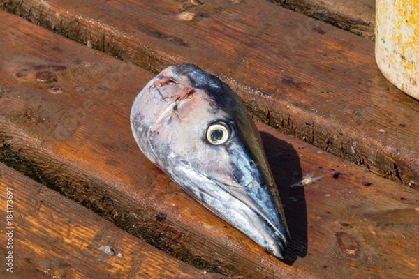 Fototapeta The head of a gutted dead Wahoo fish lays on the wooden pier in Santa Maria, Sal, Cape Verde after being caught. It looks sad.