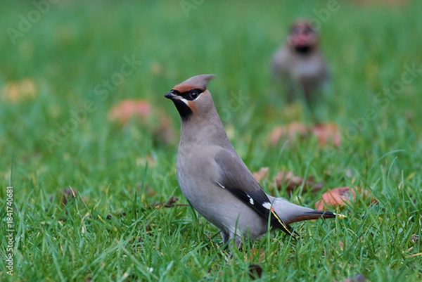 Obraz Bohemian waxwing (Bombycilla garrulus)