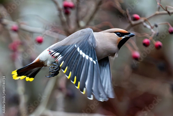 Obraz Bohemian waxwing (Bombycilla garrulus)