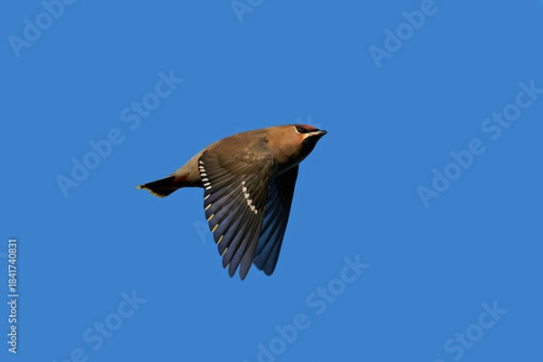 Obraz Bohemian waxwing (Bombycilla garrulus)