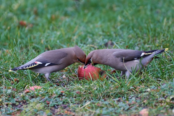 Obraz Bohemian waxwing (Bombycilla garrulus)