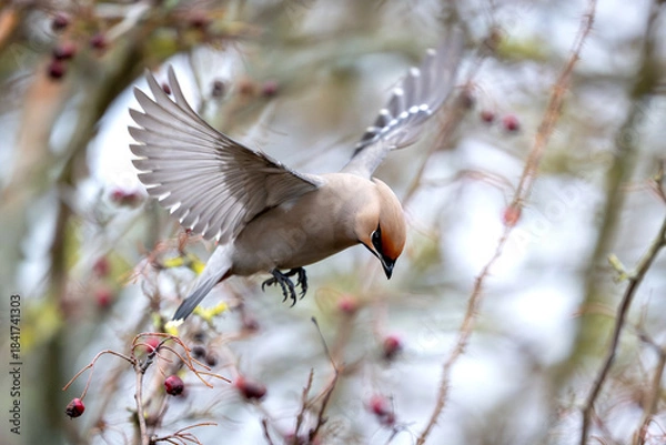 Obraz Bohemian waxwing (Bombycilla garrulus)
