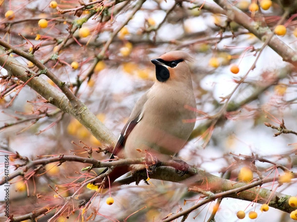 Obraz Bohemian waxwing (Bombycilla garrulus)