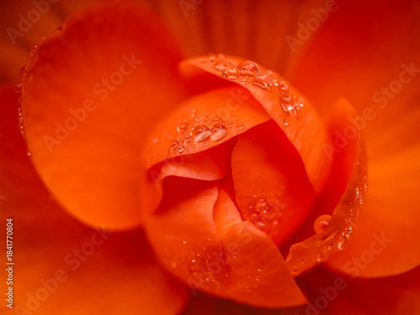 Obraz Bright Orange Begonia Bloom Close-Up