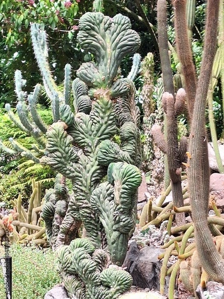 Fototapeta Cactus