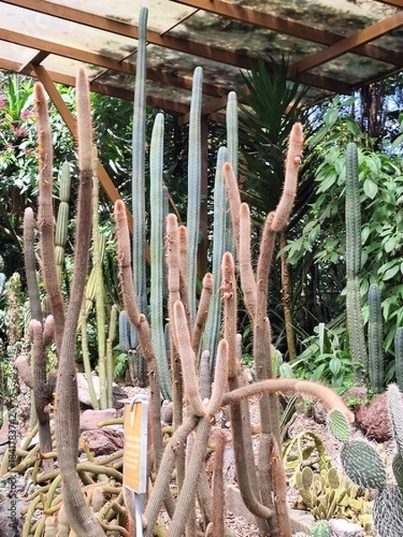 Fototapeta Cactus