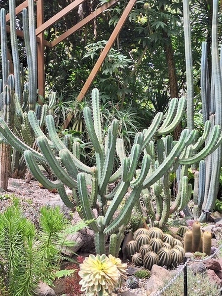 Fototapeta Cactus