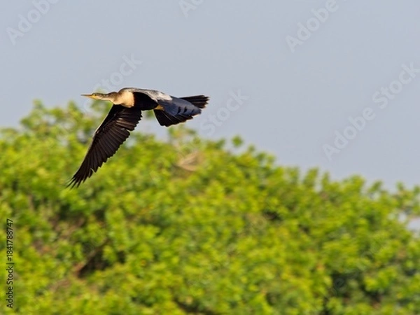Obraz Anhinga in flight overhead