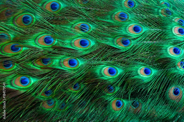 Fototapeta Peacock feathers Green Dot Pattern Blue Background