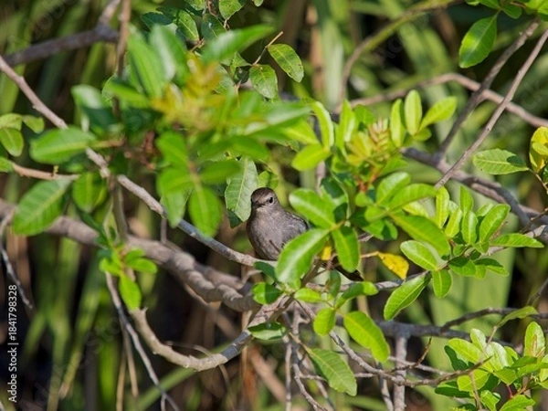 Obraz Gray catbird  hidden in thicket