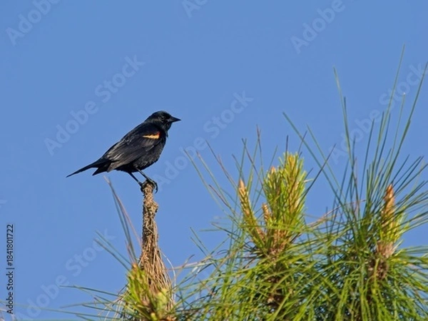 Obraz Red-winged blackbird perched atop long leaf pine