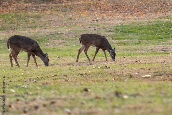 Obraz deer in the grass