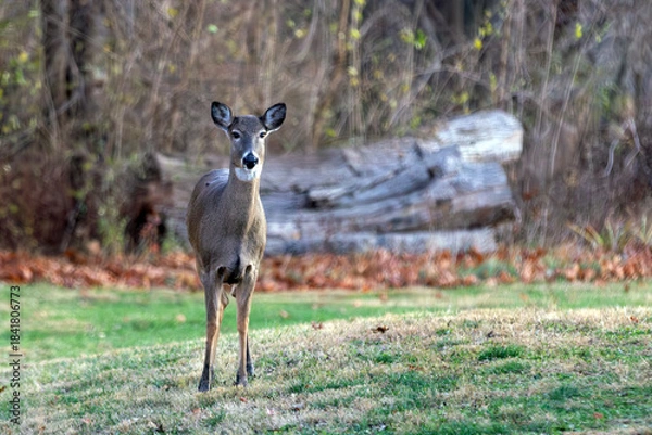 Obraz deer in the woods