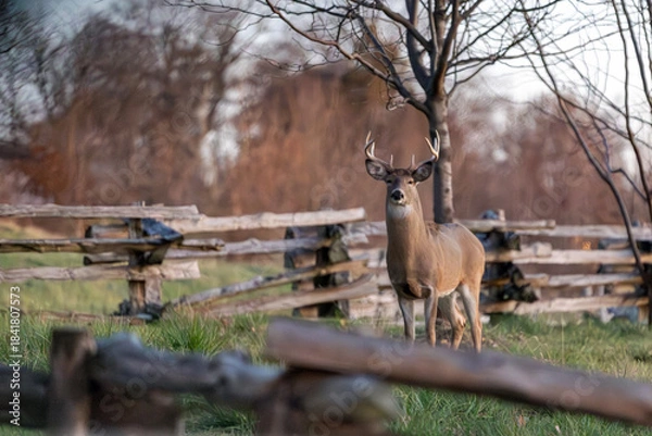 Obraz deer in the woods