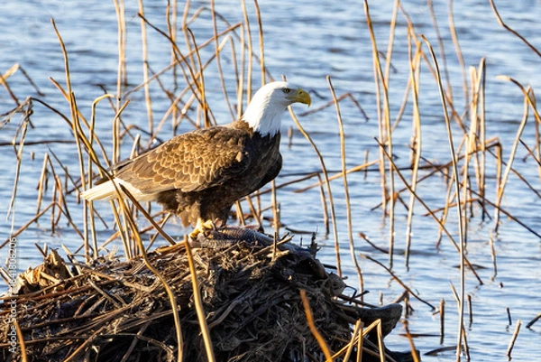 Obraz Eagle with a fish 