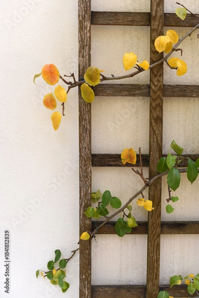 Obraz Tree branches against the wall