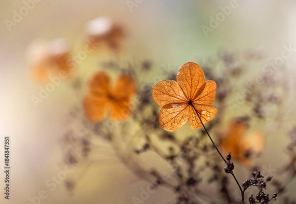 Fototapeta Jesienna impresja, kwiaty Hortensji, tapeta, dekoracja.