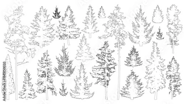 Obraz Contours of coniferous trees. Set of spruce and pine trees. Vector illustration