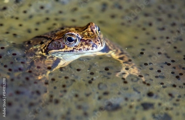Fototapeta European Common brown Frog Rana temporaria with eggs