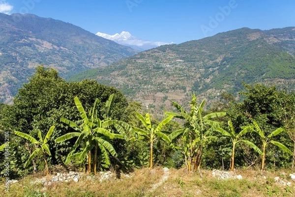 Fototapeta foothills of the Himalayas with row of banana palmsd