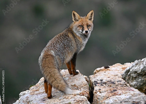 Obraz a beautiful red fox in the mountain