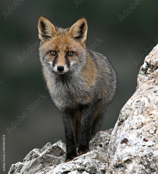 Obraz a beautiful red fox in the mountain