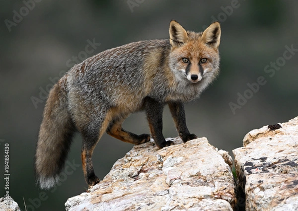 Obraz a beautiful red fox in the mountain