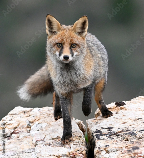 Fototapeta a beautiful red fox in the mountain