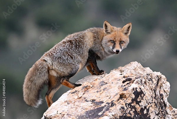 Obraz a beautiful red fox in the mountain