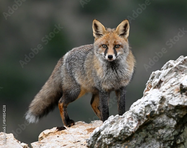 Obraz a beautiful red fox in the mountain