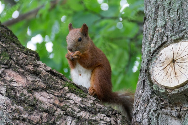 Obraz Белка на дереве грызет орех