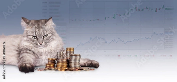 Fototapeta Cat sits beside stacks of coins on a white background with financial charts in the background showing market trends