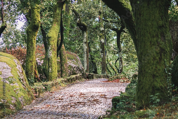 Fototapeta Moss-Covered Forest Path in Penha, Guimaraes