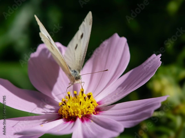 Fototapeta Autumn white flower