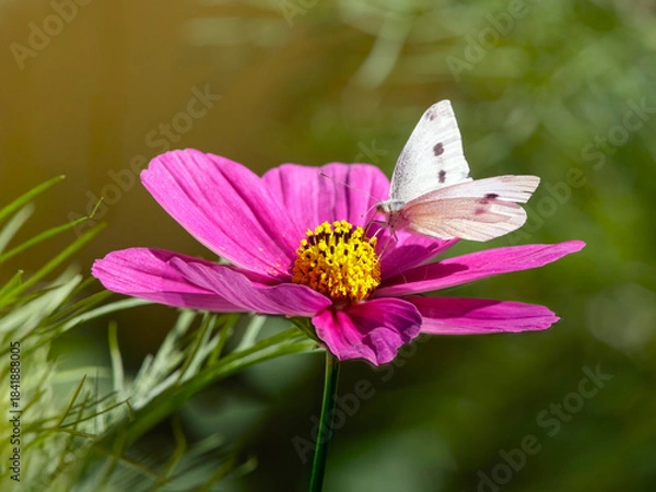 Obraz Autumn white butterfly