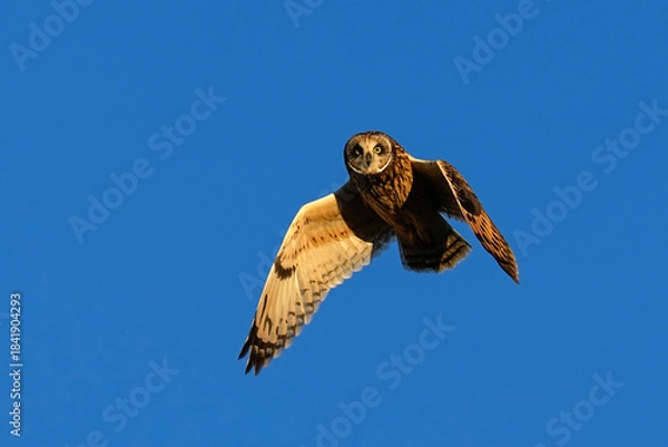 Obraz Curious Short-eared Owl Flying at sunset