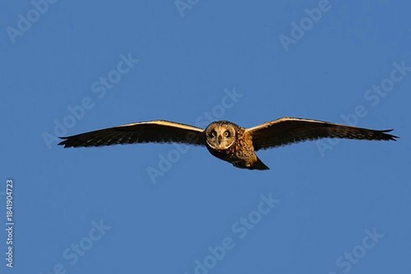 Obraz Short-eared Owl hunting at sunset