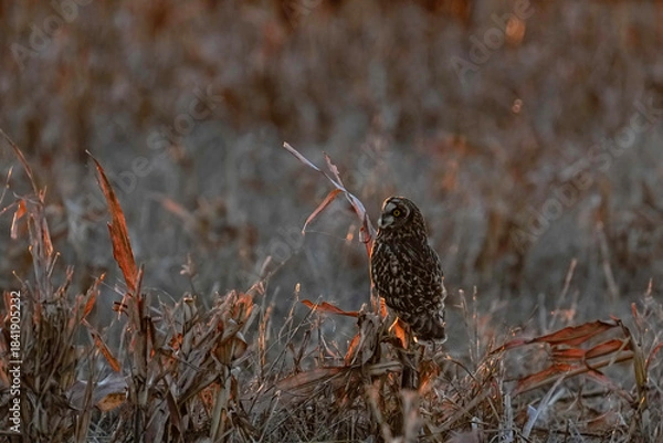 Obraz Short-eared Owl - Sunset