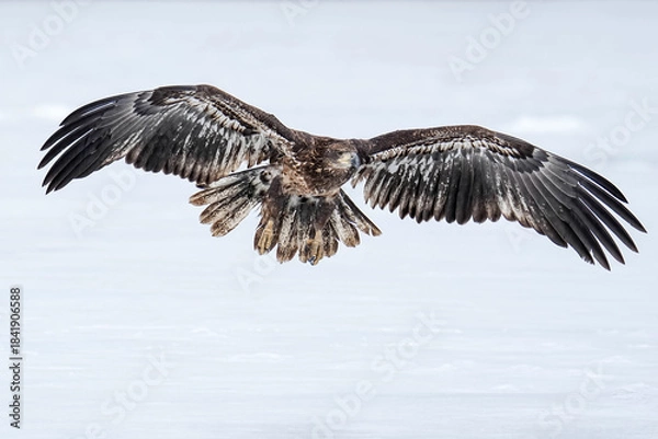 Obraz Juvenile Bald Eagle - Landing - Winter