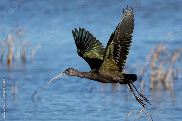 Obraz Glossy-faced Ibis