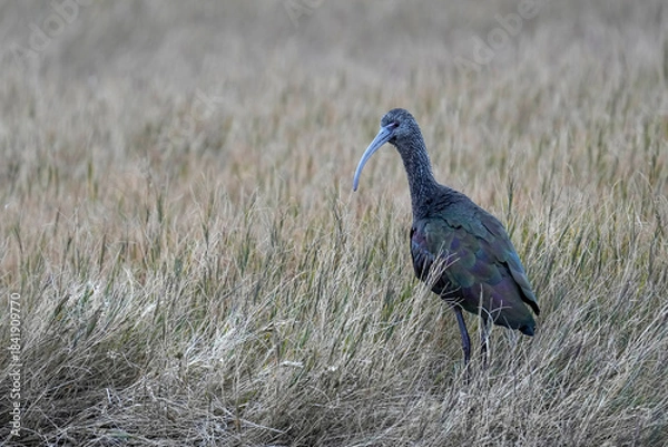 Obraz Glossy-faced Ibis - Kansas
